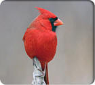 State Bird for West Virginia, The Cardinal